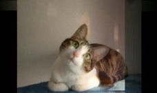 小猫搞笑视频,小猫萌态逗翻网友